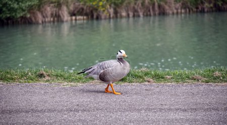 A Bar-headed Goose, Anser indicus, in the city park. Bologna, Italy.