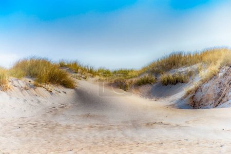 Téléchargez les photos : Paysage dunaire sur la côte danoise de la mer du Nord - en image libre de droit