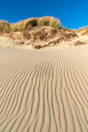 Photo for Grass on a dune - waves in the sand formed by the wind - dune landscape on the Danish North Sea coast - Royalty Free Image
