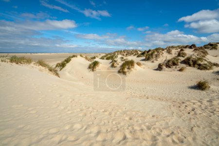 Sand dunes on the North Sea coast of Denmark on the island Romo. Poster 648125408