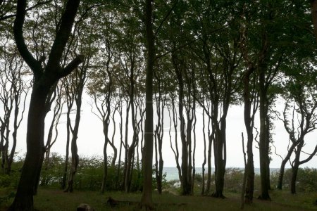 Bosque fantasma - bosque de haya en la costa del Mar Báltico