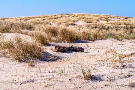 Dune landscape on the North Sea island of Romo in Denmark