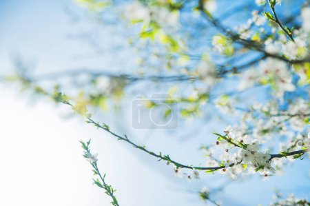 Photo for Blooming spring trees close up. Springtime greeting card and copy space. - Royalty Free Image