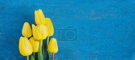 Foto de Tulipanes amarillos sobre fondo de madera azul. Día de la Madre, Día Internacional de la Mujer. - Imagen libre de derechos