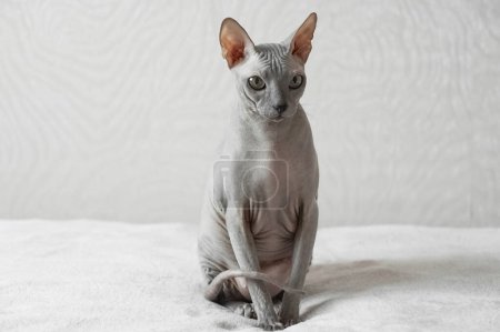 Foto de Esfinge doméstica dulce gato primer plano. Cuidado de mascotas. - Imagen libre de derechos