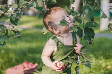 Foto de Bebé y cosecha otoñal de manzanas. Niño y cesta de manzanas rojas maduras en el jardín de cerca y espacio de copia - Imagen libre de derechos