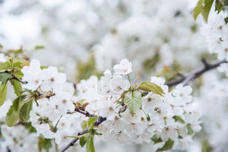 Photo for Blooming trees close up. White spring flowers on trees. - Royalty Free Image