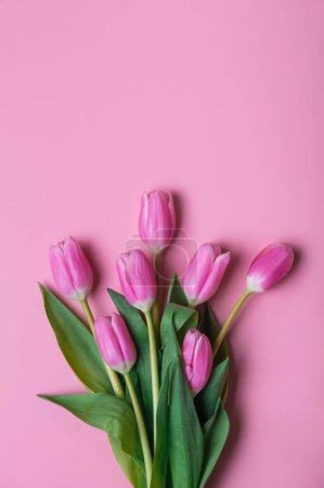 Foto de Tulipanes rosados y blancos sobre fondo rosado y espacio para copiar. Felicitaciones con flores con espacio vacío. - Imagen libre de derechos