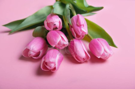 Téléchargez les photos : Tulipes roses et blanches sur fond rose et espace de copie. Félicitations avec des fleurs avec un espace vide. - en image libre de droit