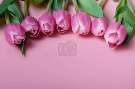 Téléchargez les photos : Tulipes roses et blanches sur fond rose et espace de copie. Félicitations avec des fleurs avec un espace vide. - en image libre de droit