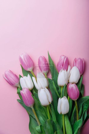Foto de Tulipanes rosados y blancos sobre fondo rosado y espacio para copiar. Felicitaciones con flores con espacio vacío. - Imagen libre de derechos