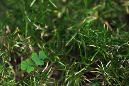 Photo for Top view background of green trefoil growing in nature - Royalty Free Image