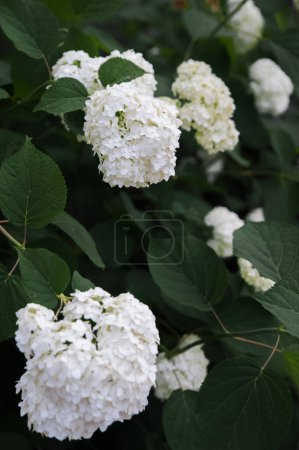 Téléchargez les photos : Texture fond de fleur blanche hortensia - en image libre de droit