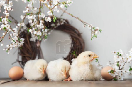 Téléchargez les photos : Bonne carte de vœux de Pâques. Poulets, œufs, guirlandes printanières arbres en fleurs - en image libre de droit