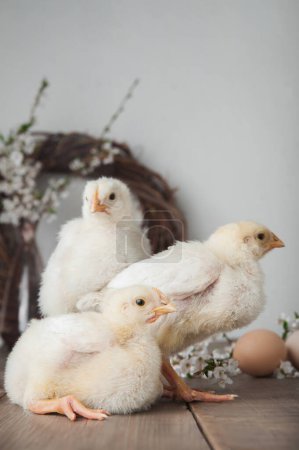 Téléchargez les photos : Bonne carte de vœux de Pâques. Poulets, œufs, guirlandes printanières arbres en fleurs - en image libre de droit