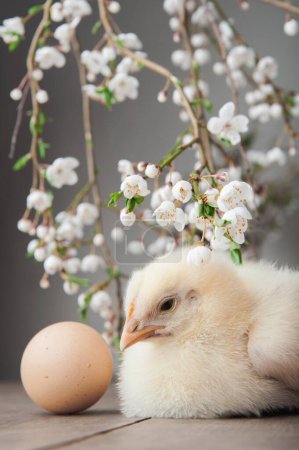 Photo for Happy Easter greeting card. Chickens, eggs, spring wreath blossoming trees - Royalty Free Image