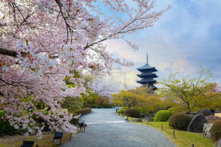 Templo Toji en Kyoto, Japón con hermosa flor de cerezo durante la primavera