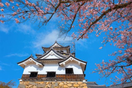 Photo for Nagahama Castle in Shiga Prefecture, Japan during full bloom cherry blossom season - Royalty Free Image