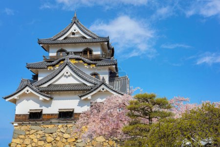 Foto de Castillo de Hikone en la prefectura de Shiga durante la temporada de flores de cerezo - Imagen libre de derechos