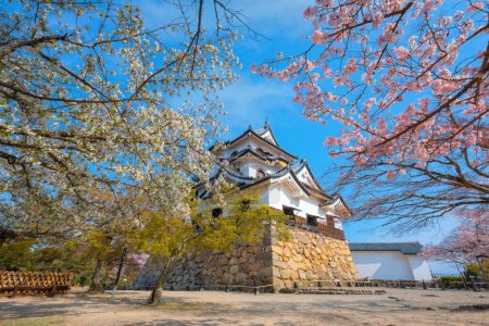 Foto de Castillo de Hikone en la prefectura de Shiga durante la temporada de flores de cerezo - Imagen libre de derechos