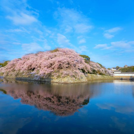 Photo for Hikone Castle in Shiga prefecture Japan during full bloom cherry blossom season - Royalty Free Image