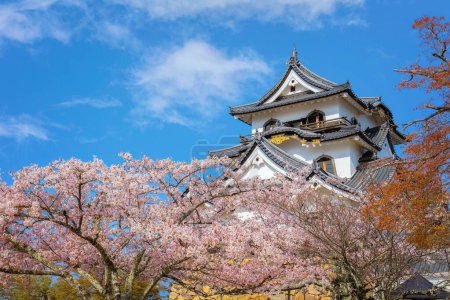 Foto de Castillo de Hikone en la prefectura de Shiga Japón durante la temporada de floración completa de cerezos - Imagen libre de derechos