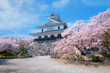 Photo for Nagahama Castle in Shiga Prefecture, Japan during full bloom cherry blossom season - Royalty Free Image