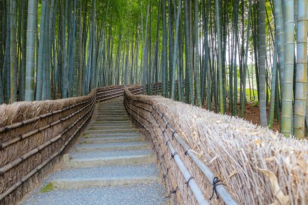 Téléchargez les photos : Un bosquet de bambous au temple Adashino Nenbutsuji à Kyoto, Japon - en image libre de droit
