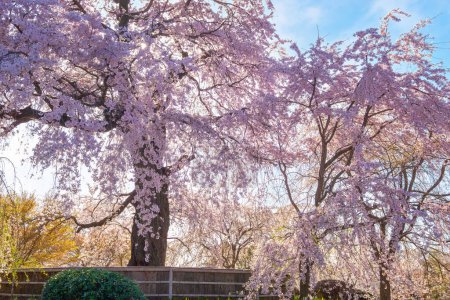 Foto de Hermosa Sakura llorona en primavera en el Parque Maruyama en Kyoto, Japón - Imagen libre de derechos