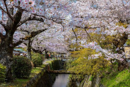 Photo for Kyoto, Japan - March 30 2023: The Philosopher's Path is a stone path through the northern part of Kyoto's Higashiyama district. The path follows a canal which is lined by hundreds of cherry trees - Royalty Free Image