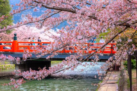 Téléchargez les photos : Canal Okazaki avec belle fleur de cerisier pleine fleur devant la grande porte Torii du sanctuaire Heian-jingu à Kyoto, Japon - en image libre de droit