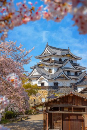 Photo for Beautiful full bloom cherry blossom at Hikone Castle in Shiga, Japan - Royalty Free Image
