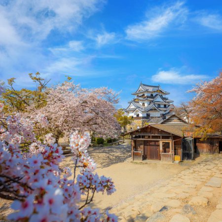 Photo for Beautiful full bloom cherry blossom at Hikone Castle in Shiga, Japan - Royalty Free Image