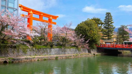Téléchargez les photos : La gigantesque grande porte Torii du sanctuaire Heian Jingu pendant la floraison complète des cerisiers à Kyoto, Japon - en image libre de droit
