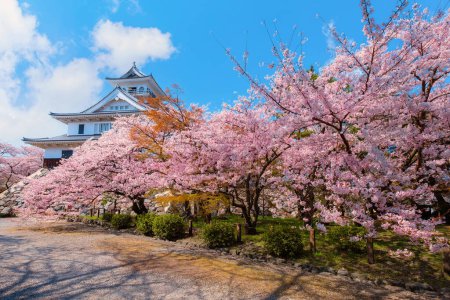 Photo for Nagahama Castle in Shiga Prefecture, Japan during full bloom cherry blossom - Royalty Free Image
