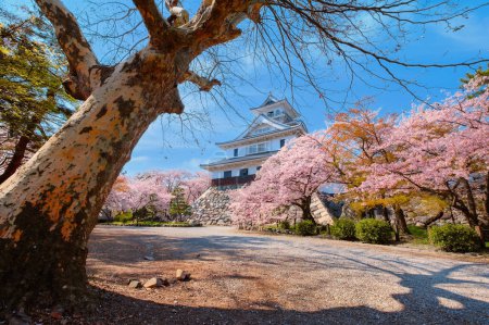 Photo for Nagahama Castle in Shiga Prefecture, Japan during full bloom cherry blossom - Royalty Free Image