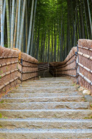 Téléchargez les photos : Un bosquet de bambous au temple Adashino Nenbutsuji à Kyoto, Japon - en image libre de droit