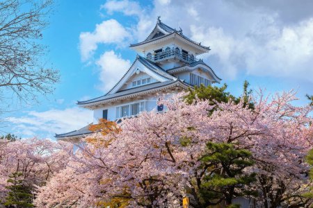 Téléchargez les photos : Château de Nagahama dans la préfecture de Shiga, Japon pendant la floraison pleine fleur de cerisier - en image libre de droit