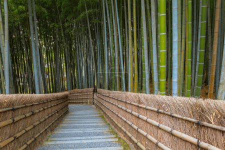 A Bamboo Grove at Adashino Nenbutsuji Temple in Kyoto, Japan