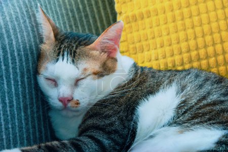Un gato doméstico de Tabby duerme pacíficamente en un sofá en una casa segura y cálida.