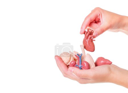 Toy human body organs in hands isolated on white background. Teaching with anatomical models.