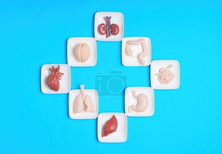 Foto de Concepto relacionado con el tema de donación y trasplante: órganos del cuerpo humano de juguete dispuestos en forma de cruz aislados sobre fondo azul. - Imagen libre de derechos