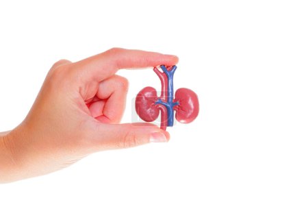 Miniatur-anatomische Kopie menschlicher Nieren in der Hand isoliert auf weißem Hintergrund. Unterricht in Anatomie mit Spielzeugmodellen: Harnsystem.