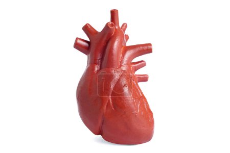 Foto de Modelo anatómico correcto del corazón humano aislado sobre fondo blanco. Enseñanza médica con modelos de juguete. - Imagen libre de derechos