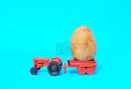 Tiny toy tractor with a huge fresh potato on the carriage isolated on blue background. Potato harvesting concept.