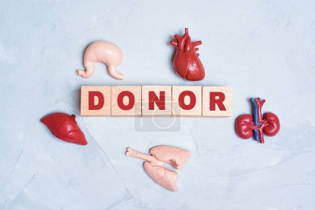 Foto de Fondo relacionado con la donación de órganos: órganos del cuerpo humano de juguete colocados alrededor de bloques de letras de madera que leen DONOR. - Imagen libre de derechos