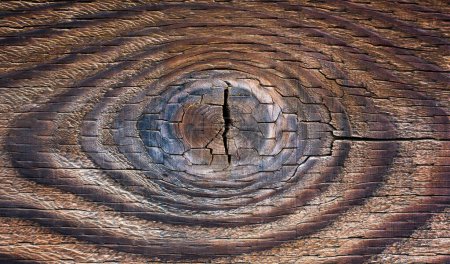 Foto de Intricate lines and natural patterns of the wood create a mesmerizing effect that makes it resemble a human eye. Natural world inspiration for designers and artists. - Imagen libre de derechos