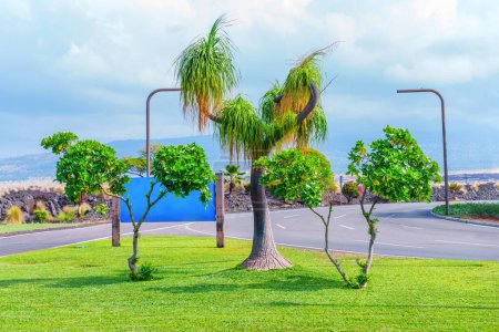 Photo for Beaucarnea pliabilis tree growing on the side of a Hawaiian road. The tree's unusual branches resemble the trunk of an elephant, creating a captivating and memorable sight. - Royalty Free Image