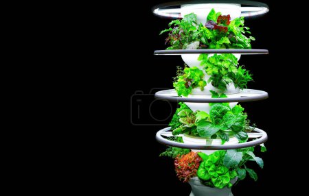 Mobile multilevel gardening stand with lights and fresh greens isolated on black.
