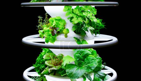 Vertical Garden with Diverse Herbs and Vegetables: innovative rotating salad and greens growing stand equipped with a lighting system isolated on black.